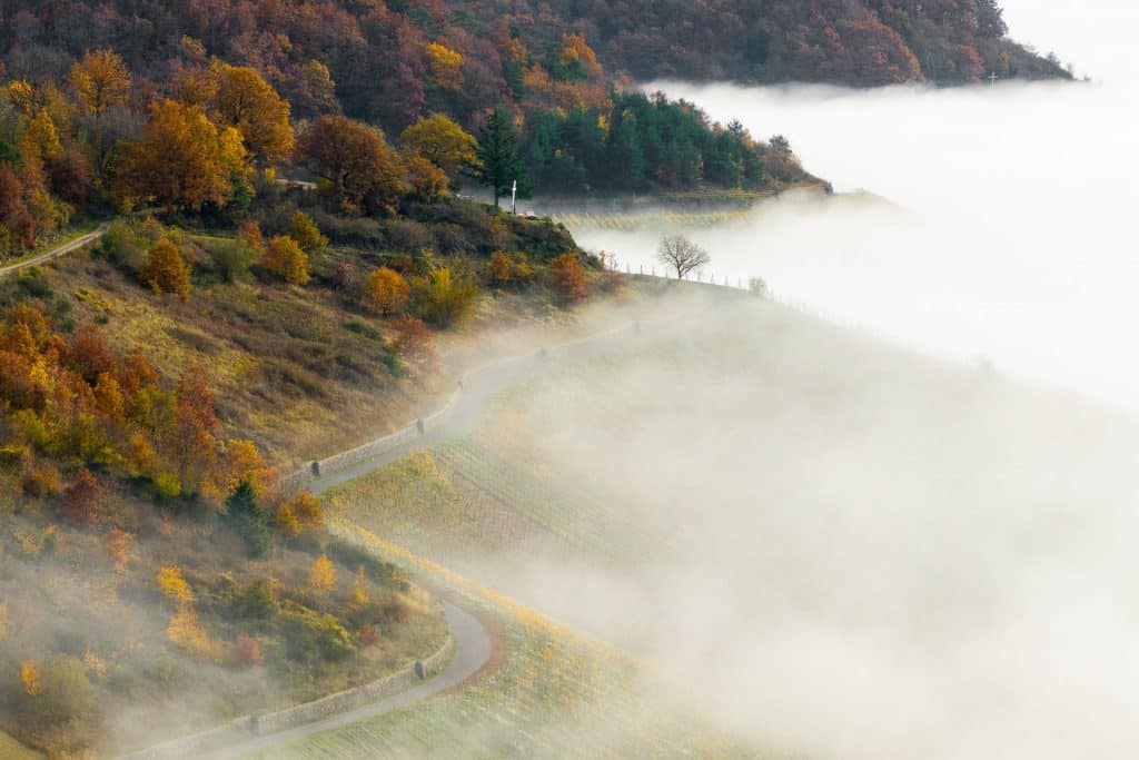 Weinberge im Nebel
