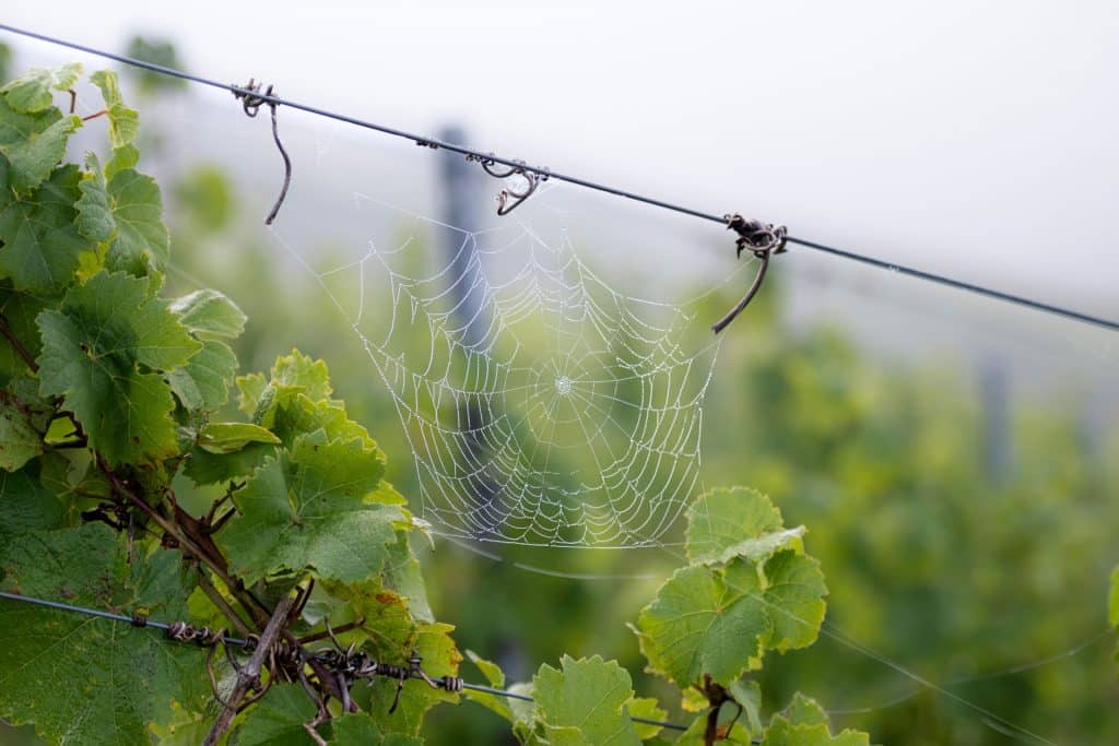 Spinnennetz im Weinberg