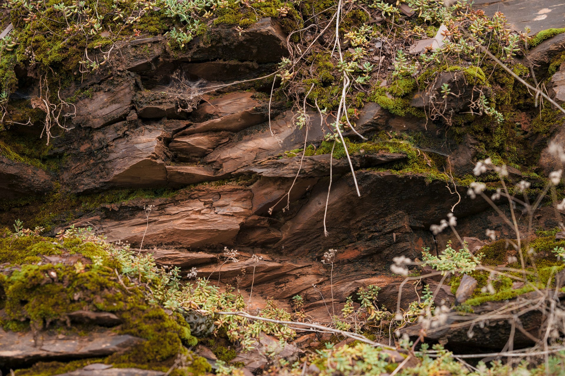 Schieferböden an der Mosel, die für den besonderen Geschmack des Weines sorgen