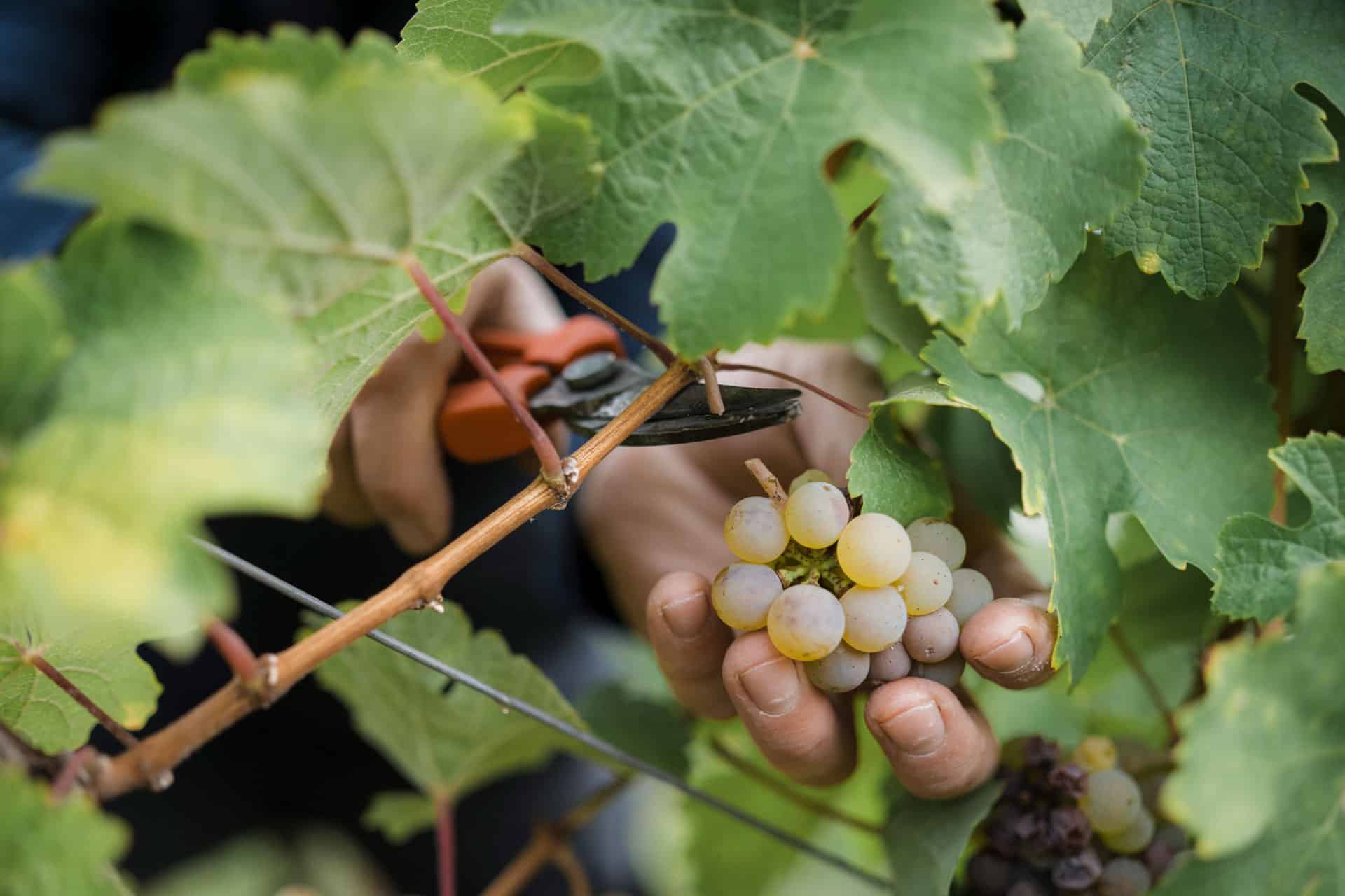 Ernte der reifen Trauben