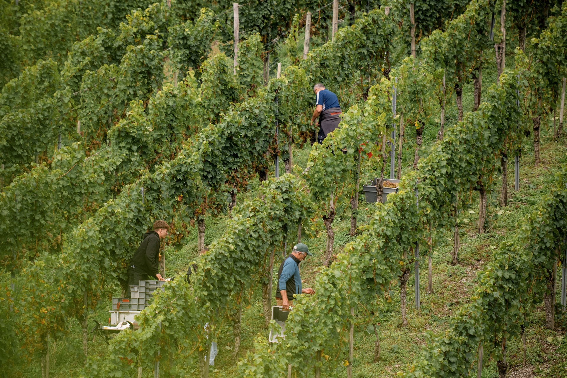 Arbeiten im Weinberg