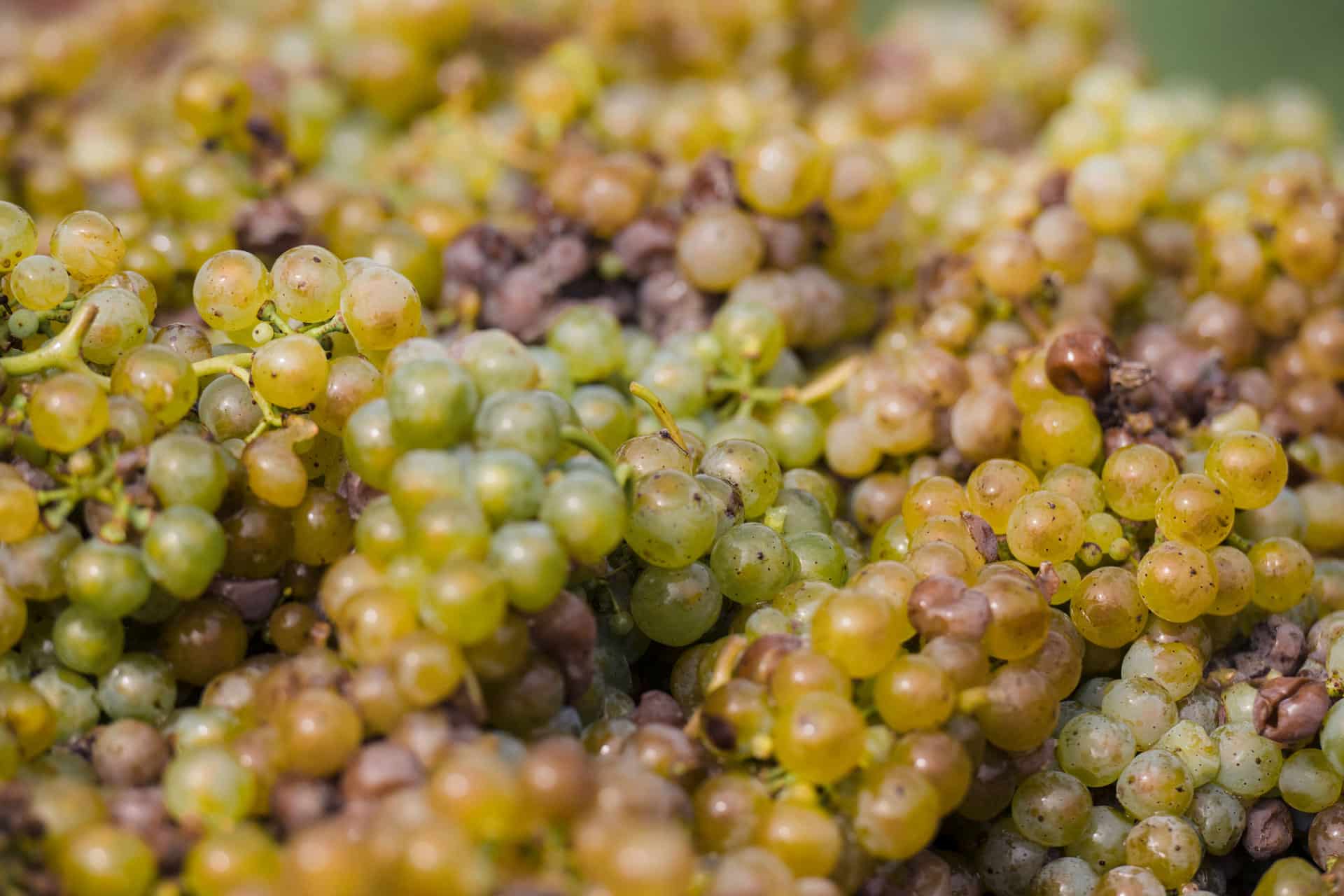 Geerntete Weintrauben