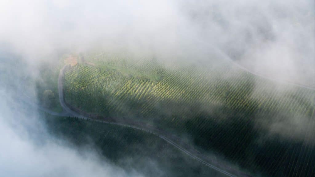 Mosellandschaft im Nebel