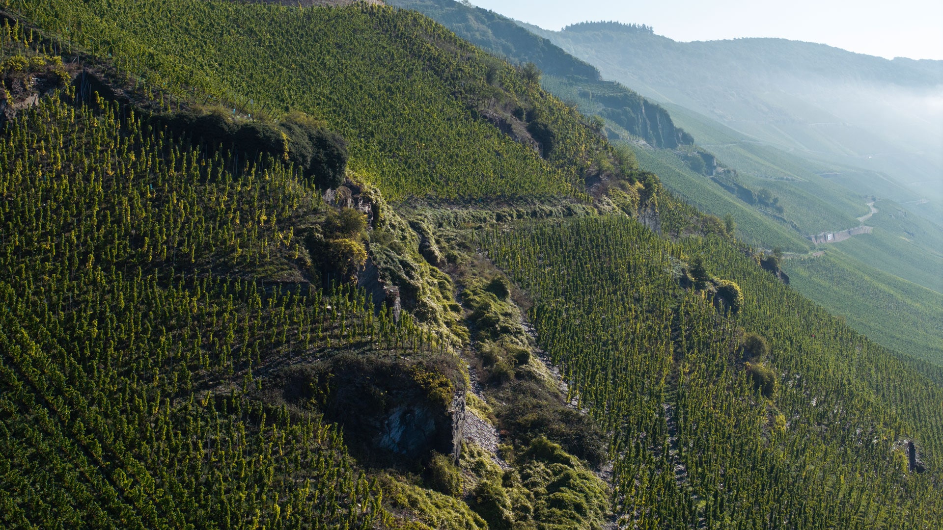 Weinberg an der Mosel Weinberg an der Mosel