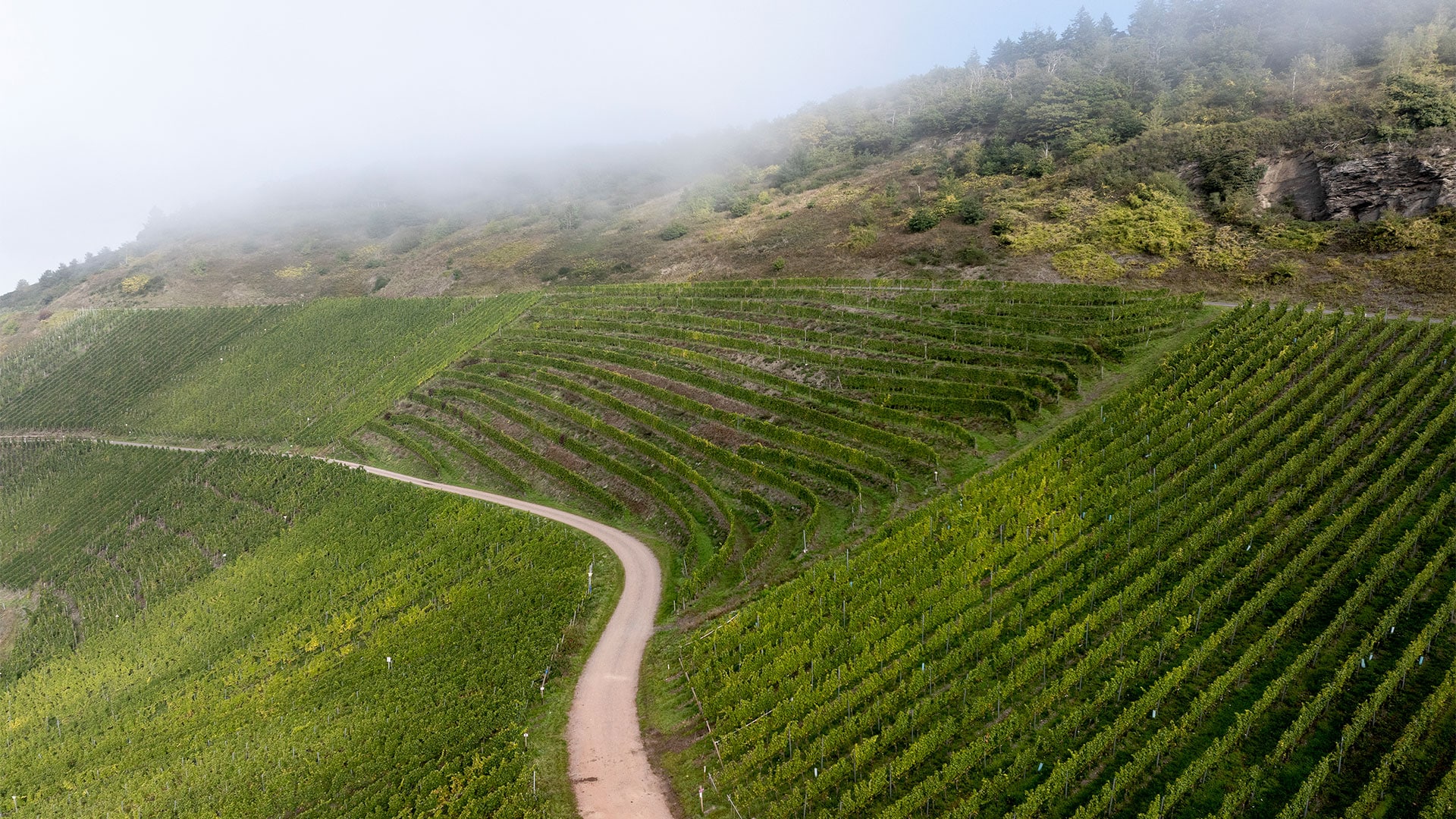 Weinberg Schlossberg an der Mosel in Vogelperspektive Weinberg Schlossberg an der Mosel in Vogelperspektive
