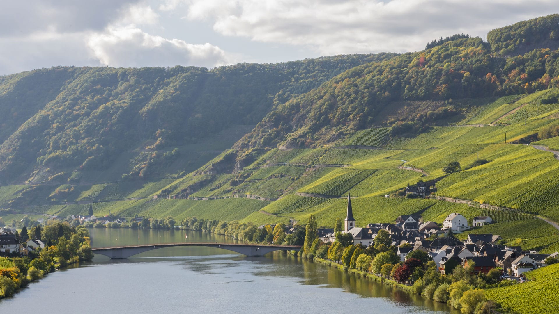 Weinberg in der Lage "Piesporter Goldtröpchen" Weinberg in der Lage "Piesporter Goldtröpchen"