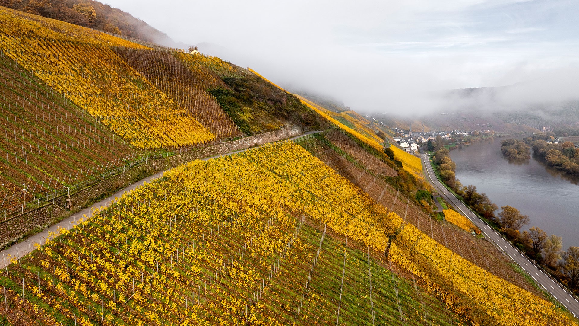 Weinberg Würzgarten an der Mosel im Herbst Weinberg Würzgarten an der Mosel im Herbst