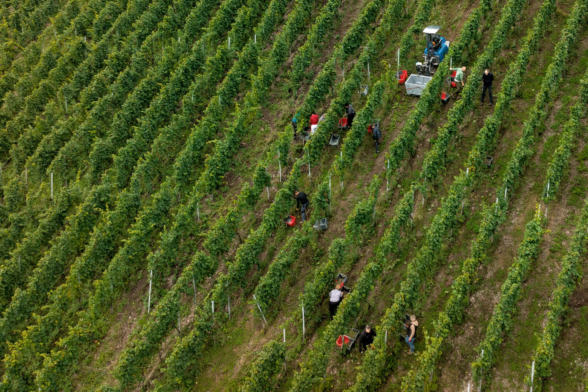 Blick auf die Arbeit am Weinberg an der Mosel