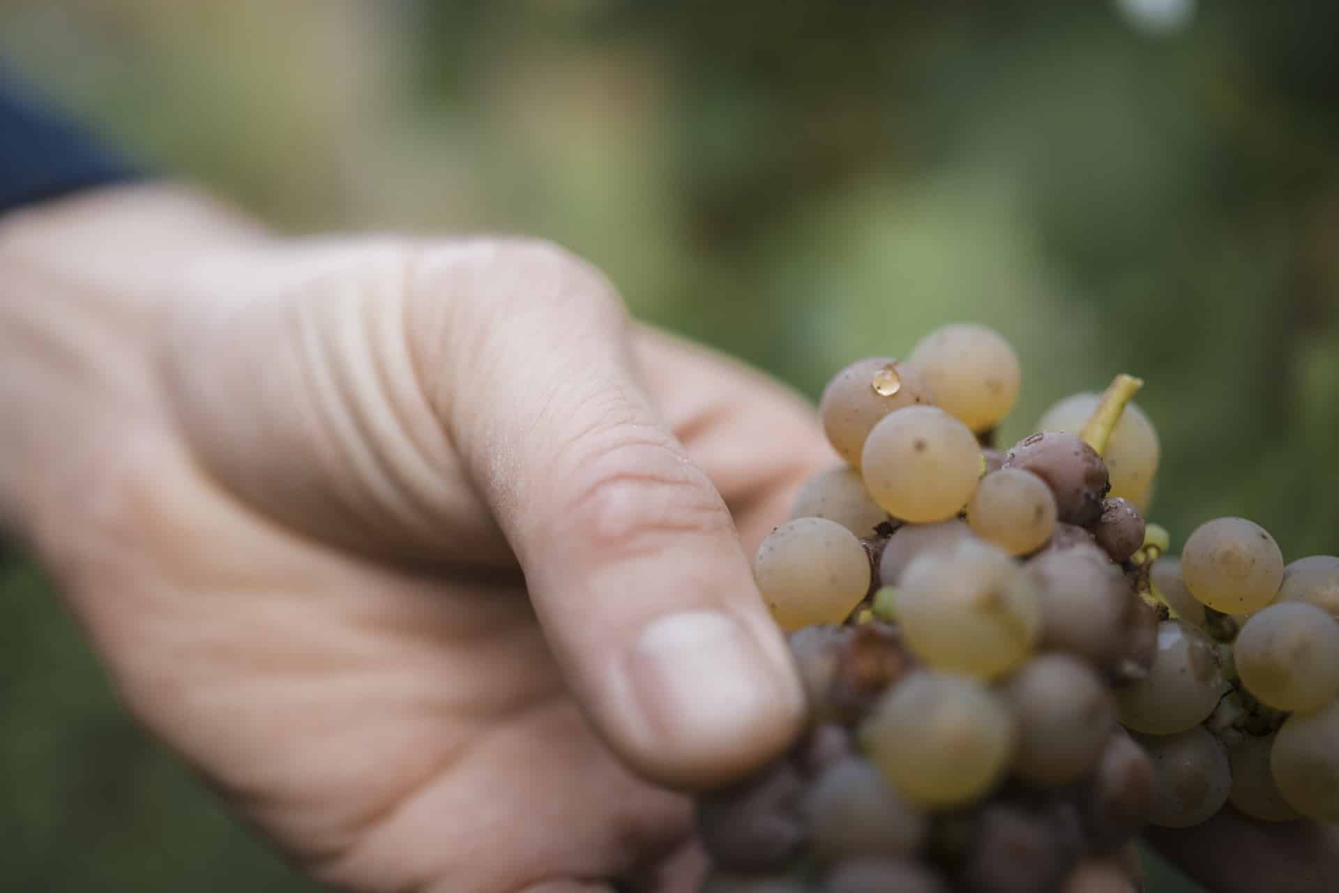 Geerntete Trauben Geerntete Trauben