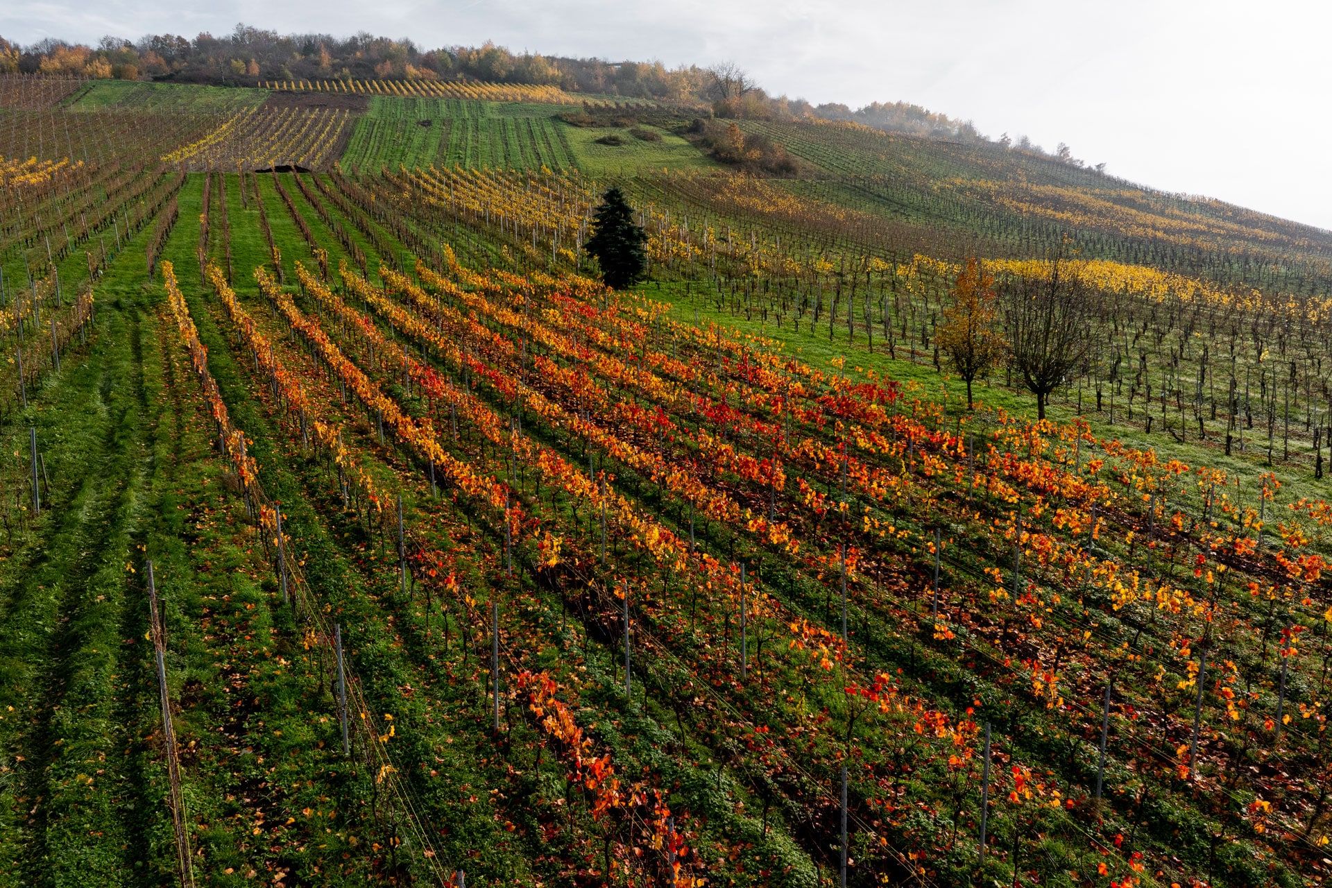Blick auf herbstlichen Weinberg Blick auf herbstlichen Weinberg