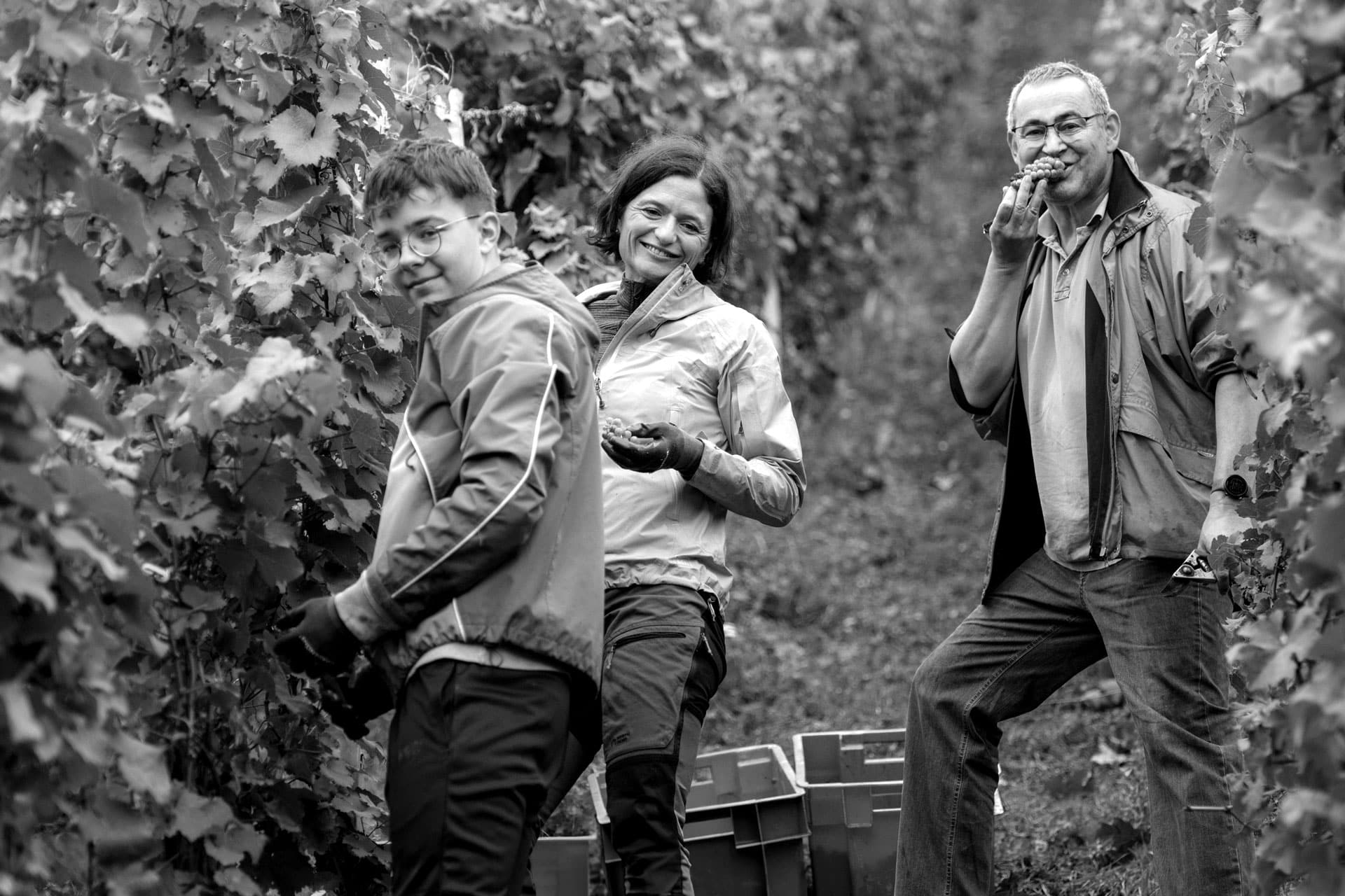 Arbeit im Weinberg ist immer noch Handarbeit Arbeit im Weinberg ist immer noch Handarbeit