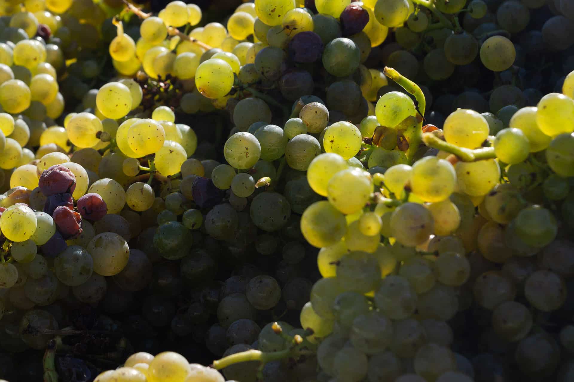 geerntete Weinreben geerntete Weinreben