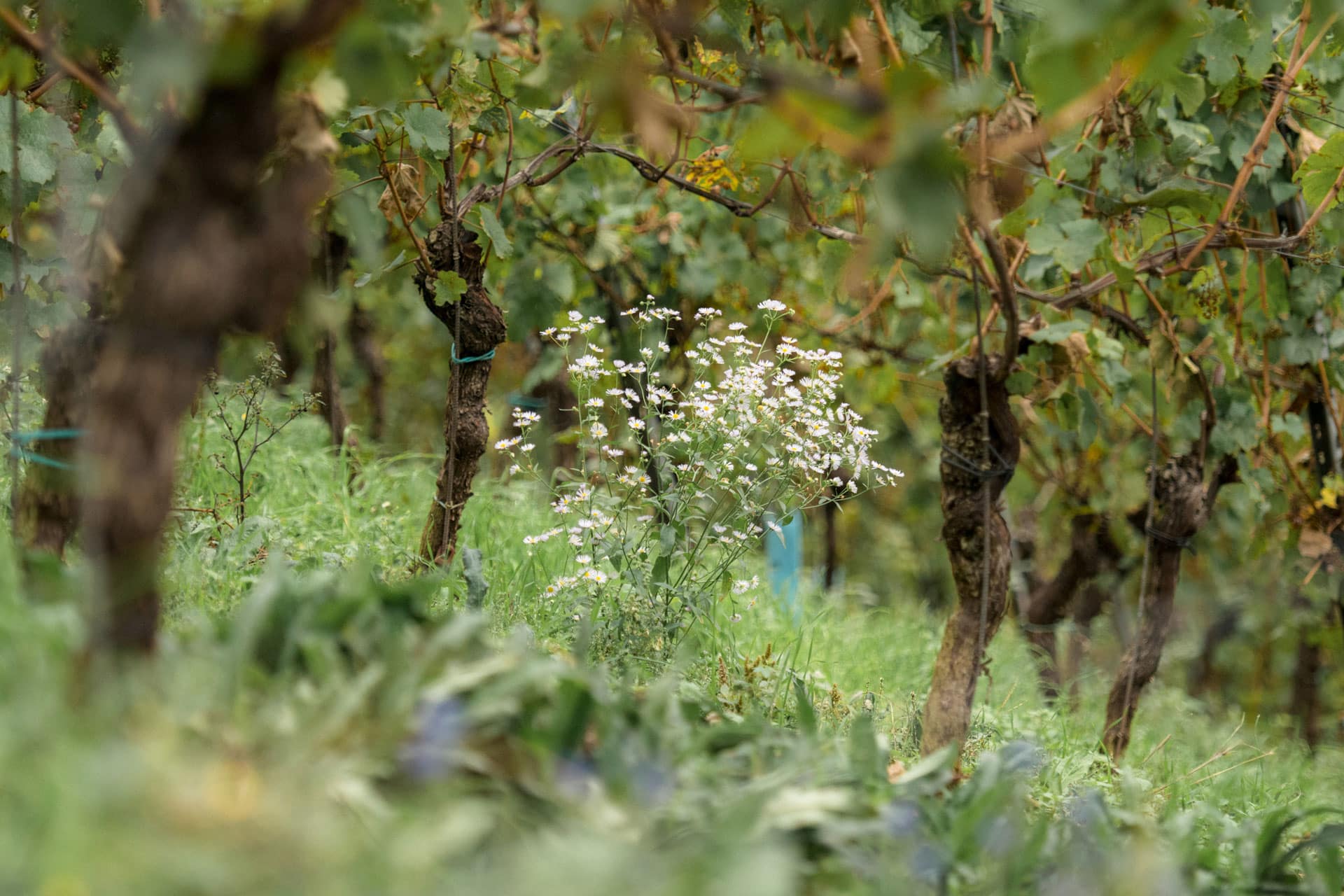 Ein Blick zwischen die Rebstöcke Ein Blick zwischen die Rebstöcke